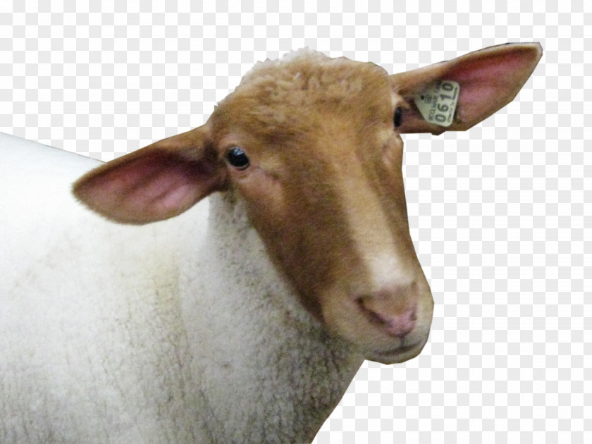 Sheep Head Image PNG