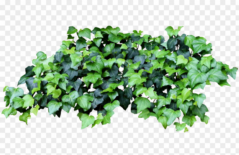 Tree Groundcover Lawn Annual Plant Leaf PNG