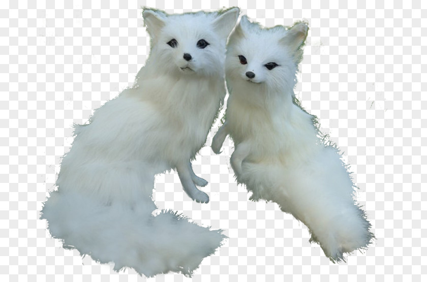 Two Little Arctic Fox German Spitz Klein Volpino Italiano Japanese PNG