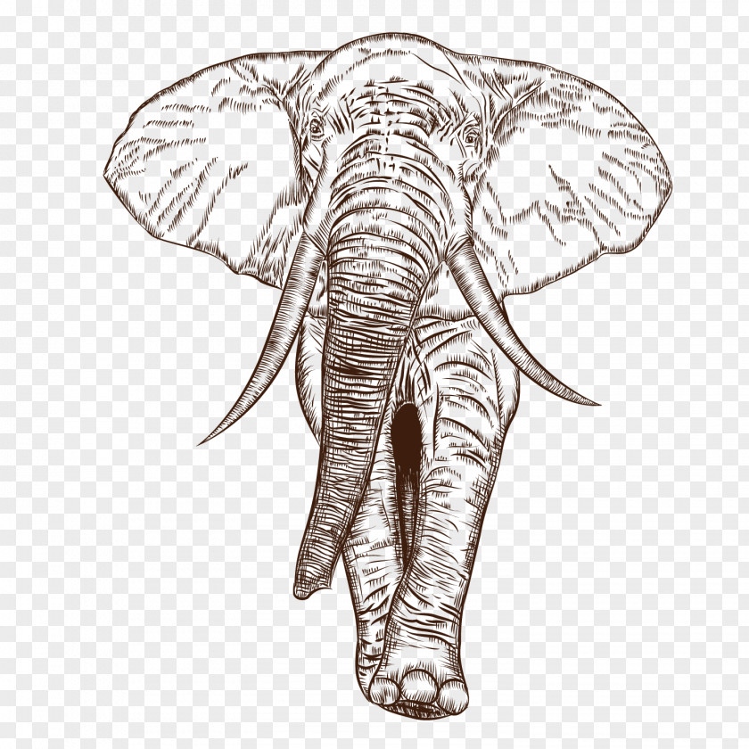 Vector African Elephant Indian Drawing PNG