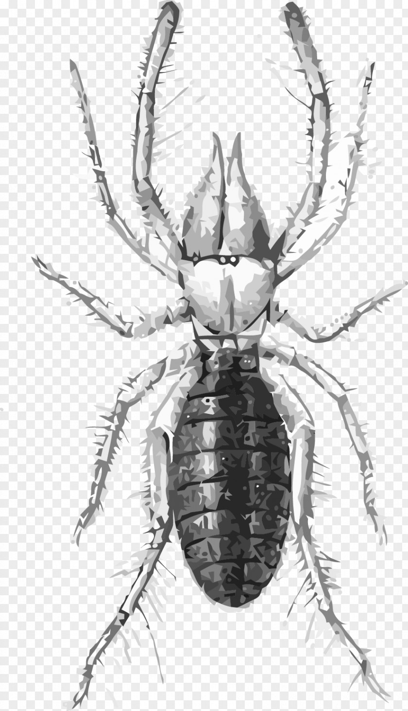 Vector Spider Scorpion Eremobates Aztecus Clip Art PNG