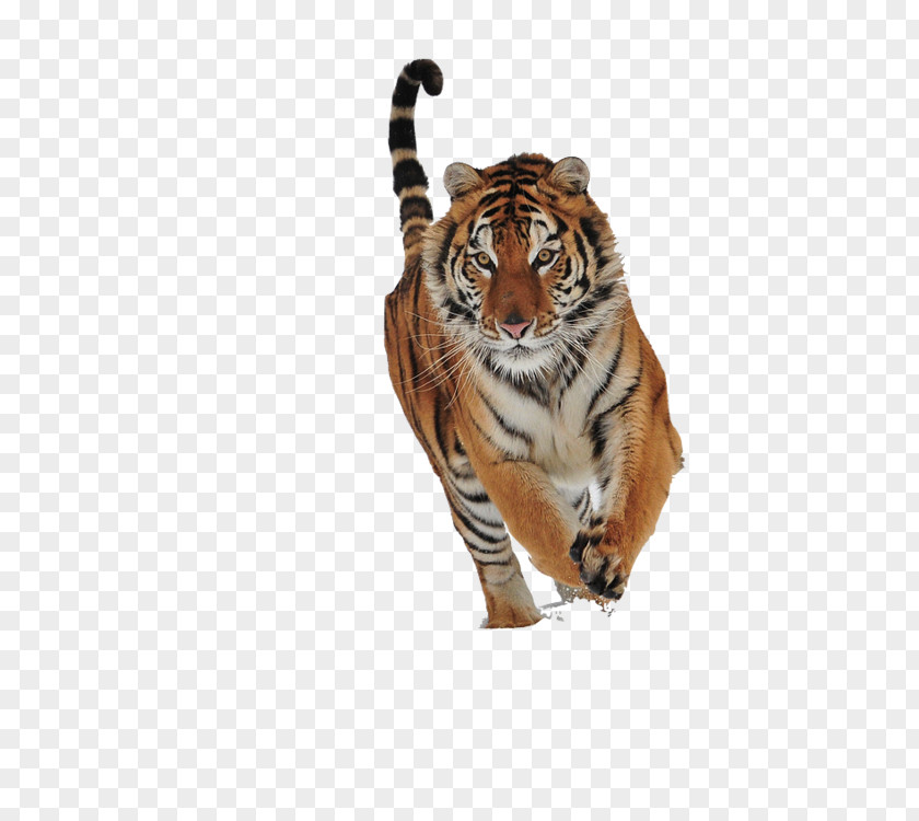 Bhumihar Parashurama Cat Brahmin Tiger PNG