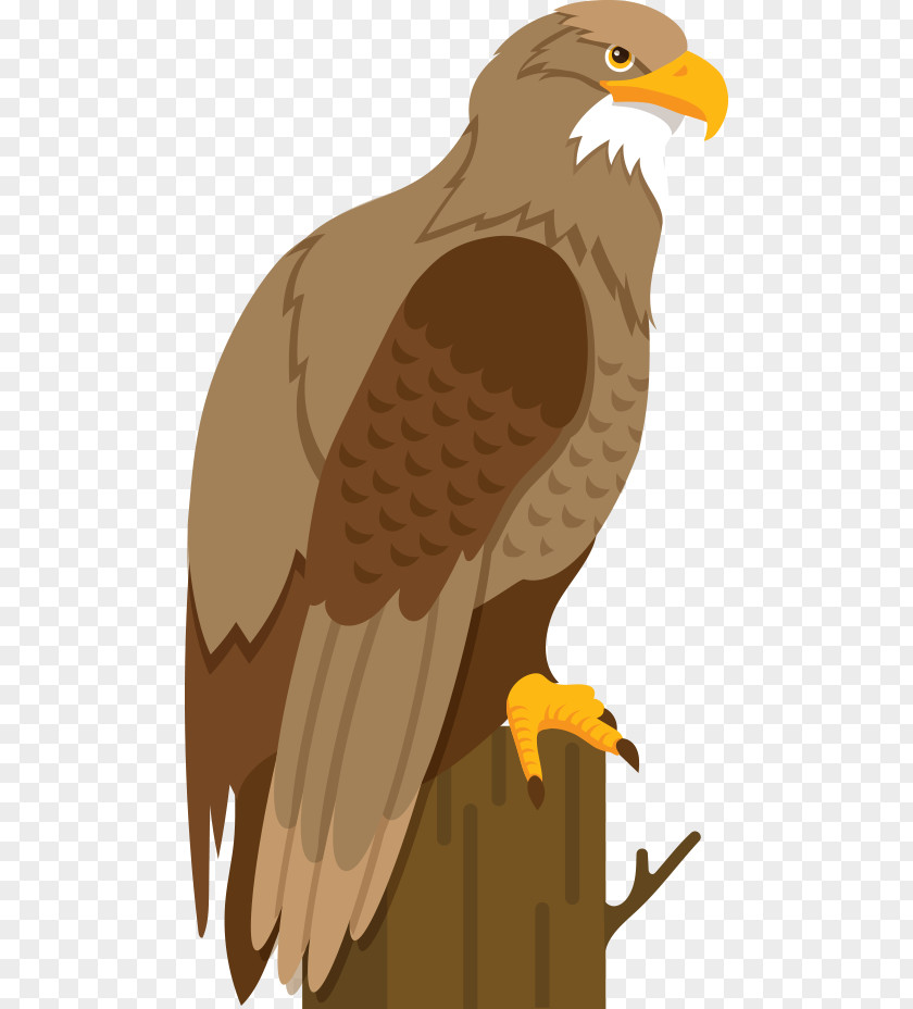 Eagle Vector Stump Bald Hawk Cartoon Illustration PNG