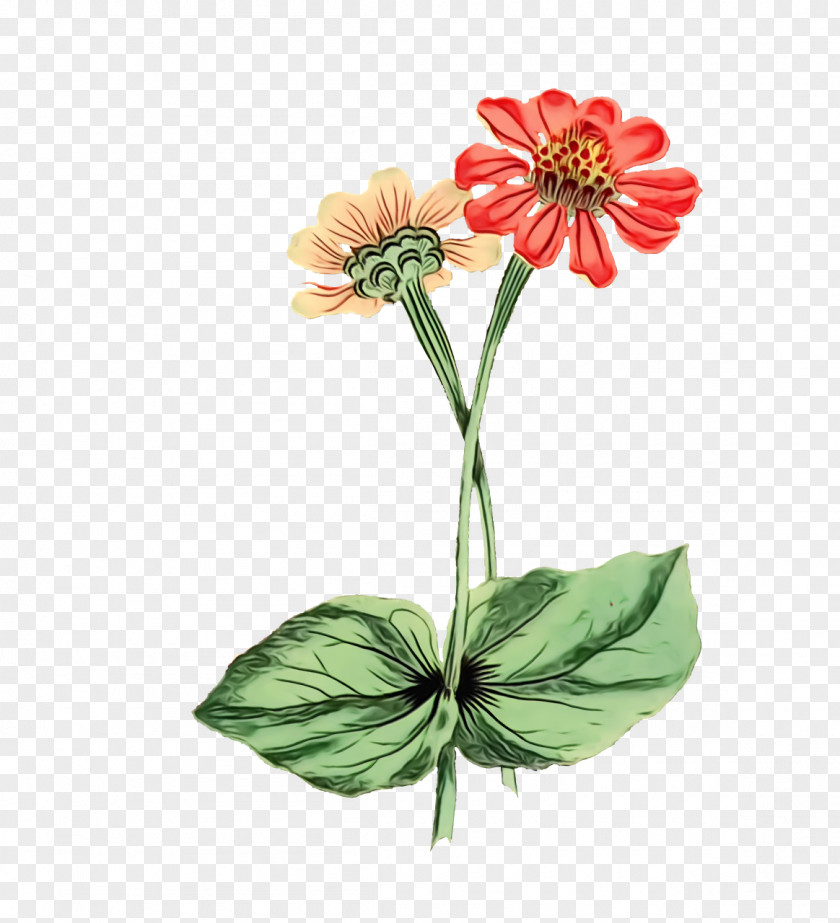 Plant Stem Cut Flowers Flowerpot Petal Herbaceous PNG