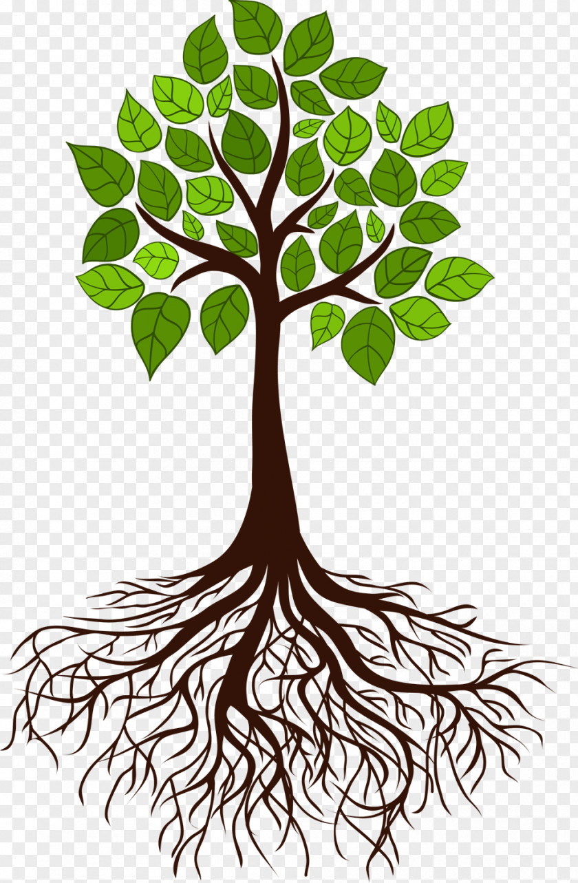 Tree Roots Root Branch PNG