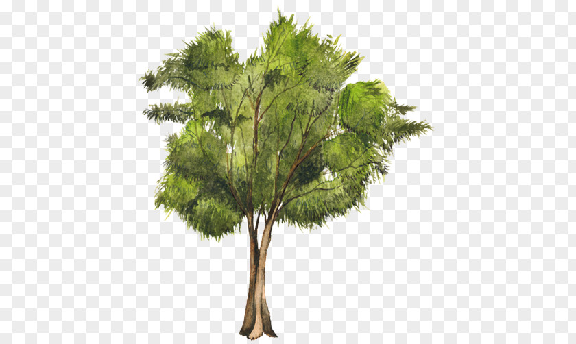 Arboles Tree Casuarina Equisetifolia Woody Plant Pine PNG