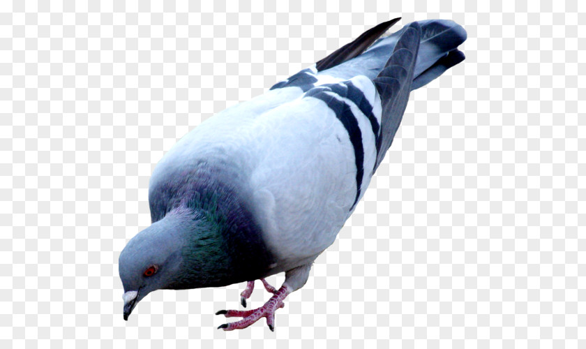 Bird Columbidae Domestic Pigeon Colombe PNG