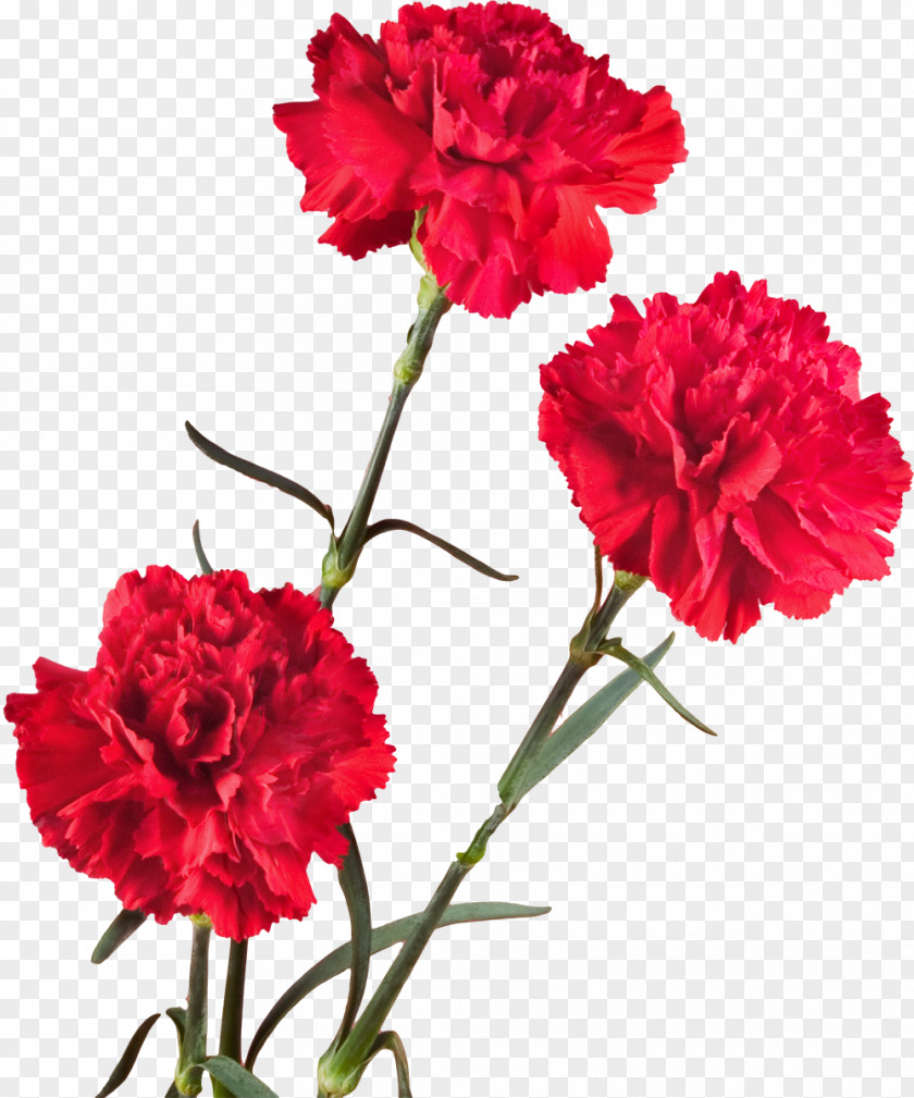 CARNATION Tomsk 1080p Carnation Flower High-definition Television PNG