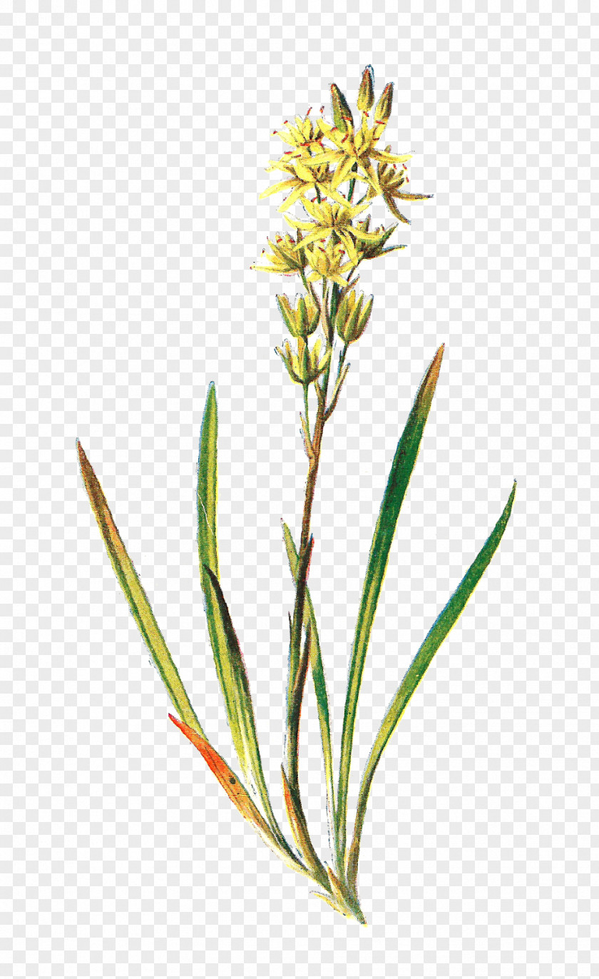 Illustration Asphodel, That Greeny Flower Asphodelus Albus Plant PNG