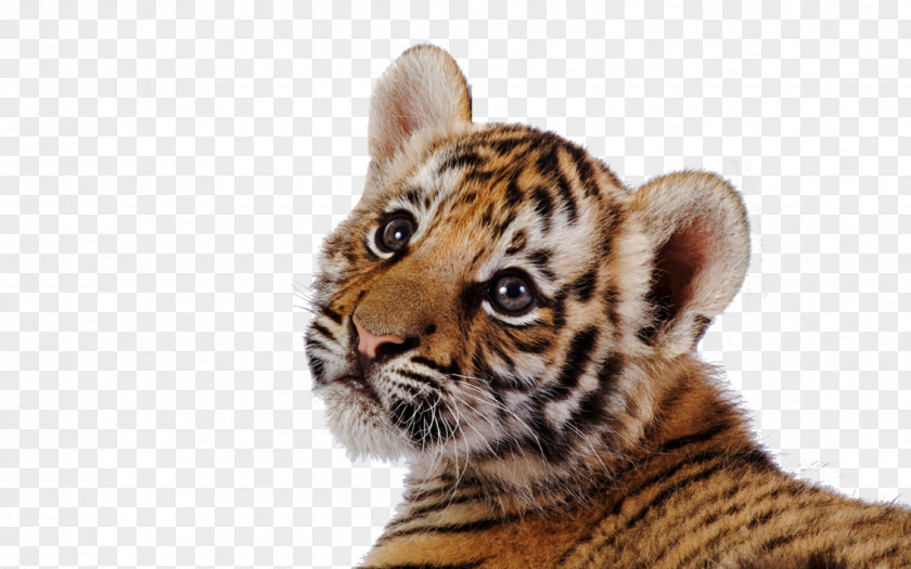 Tiger Transparent Images Leopard Clip Art PNG