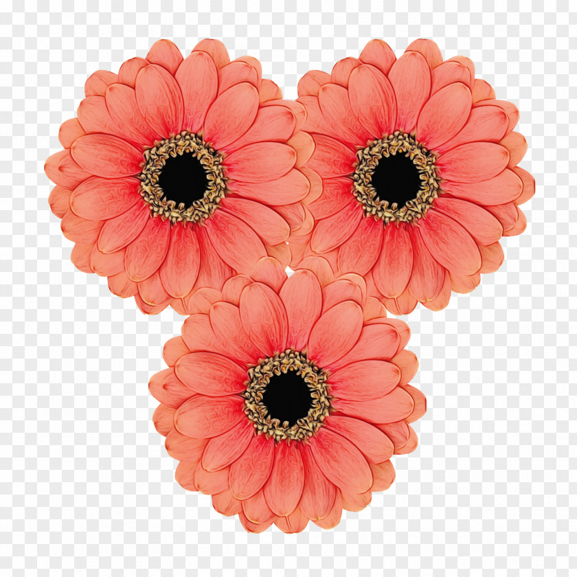 Transvaal Daisy Florist Holland B.V. Cut Flowers Floristry Product PNG