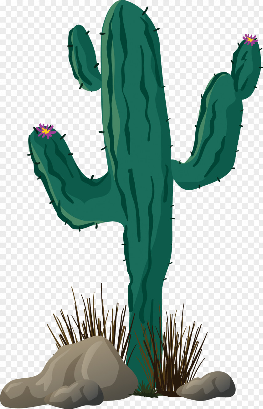 Vector Cartoon Cactus Cactaceae Cactos/Cactus Thorns, Spines, And Prickles PNG