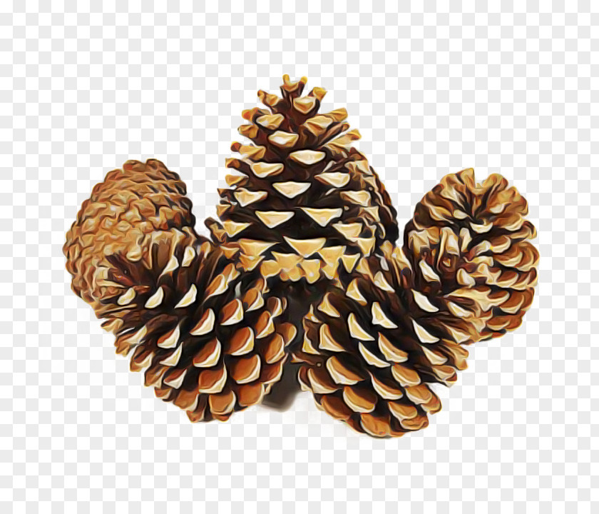 Conifer Cone Red Pine Sugar Columbian Spruce Yellow Fir Oregon Sitka PNG