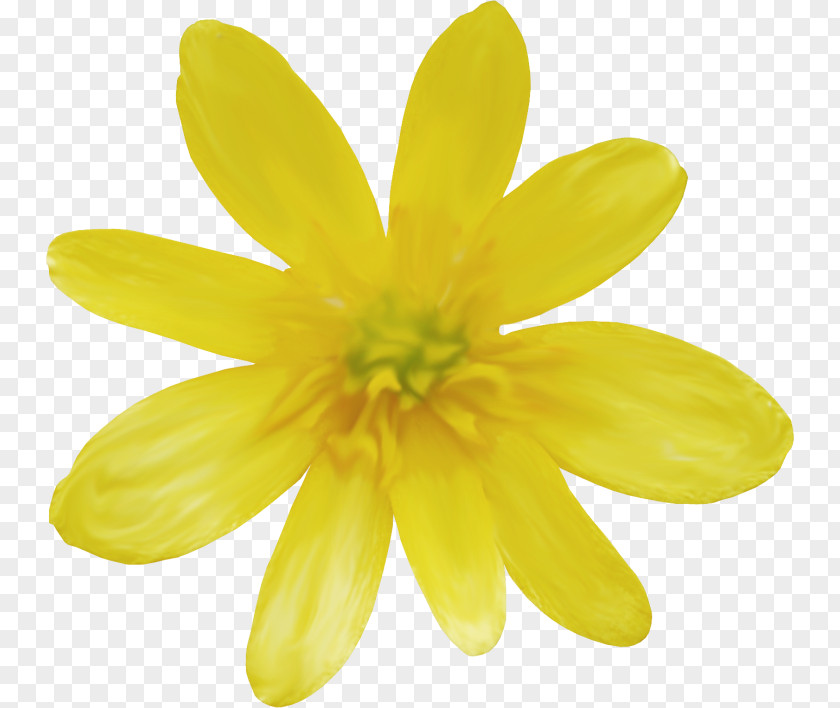 Daisy Family Common PNG