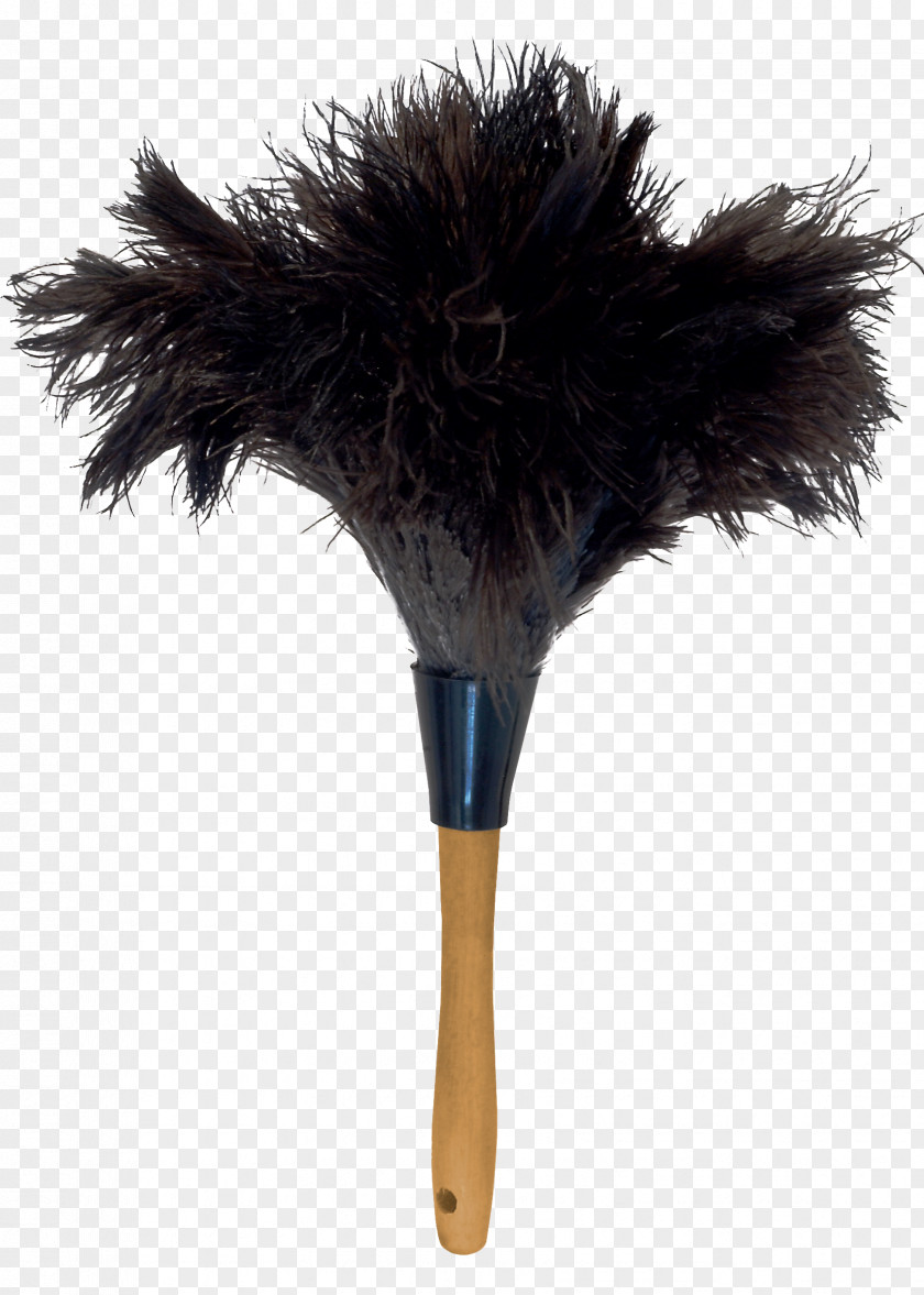 Feather Common Ostrich Duster Plumes D'autruche Duvet PNG