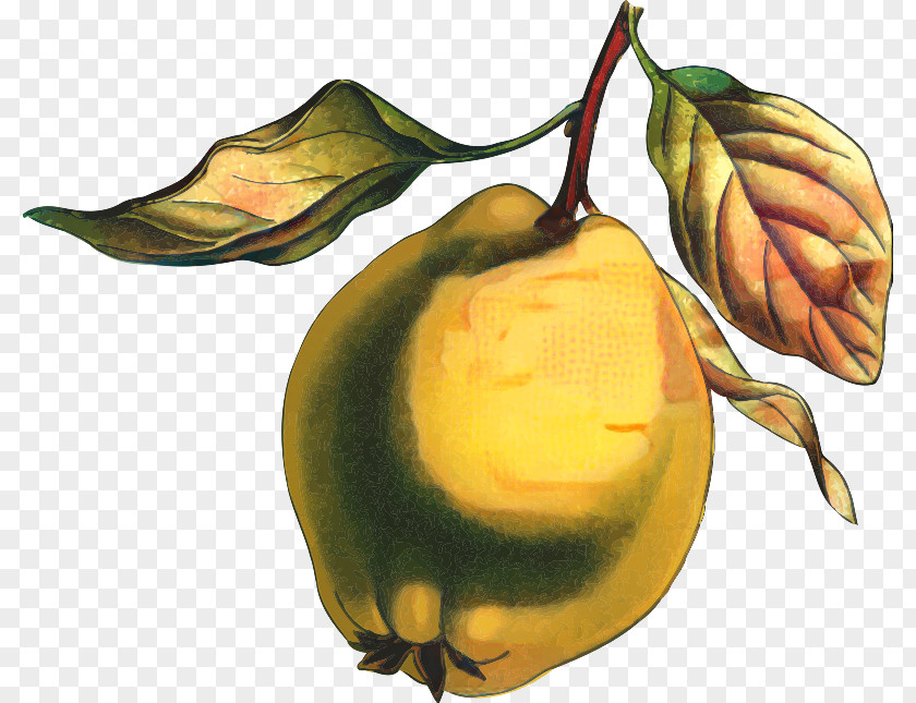 Quince Woody Plant Background PNG