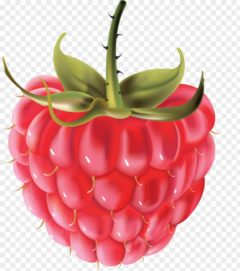 Raspberry Vector Graphics Clip Art Berries PNG