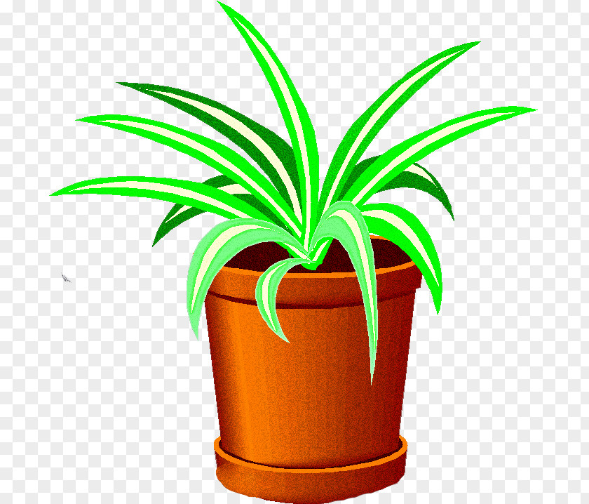 Tree Palm PNG