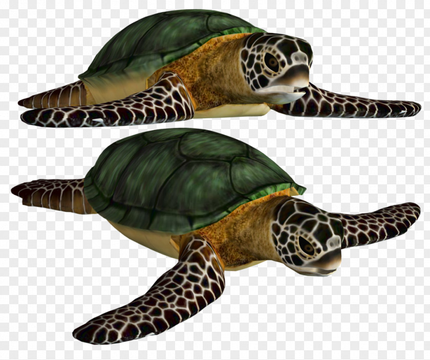 Turtle Best Clipart Green Sea PNG