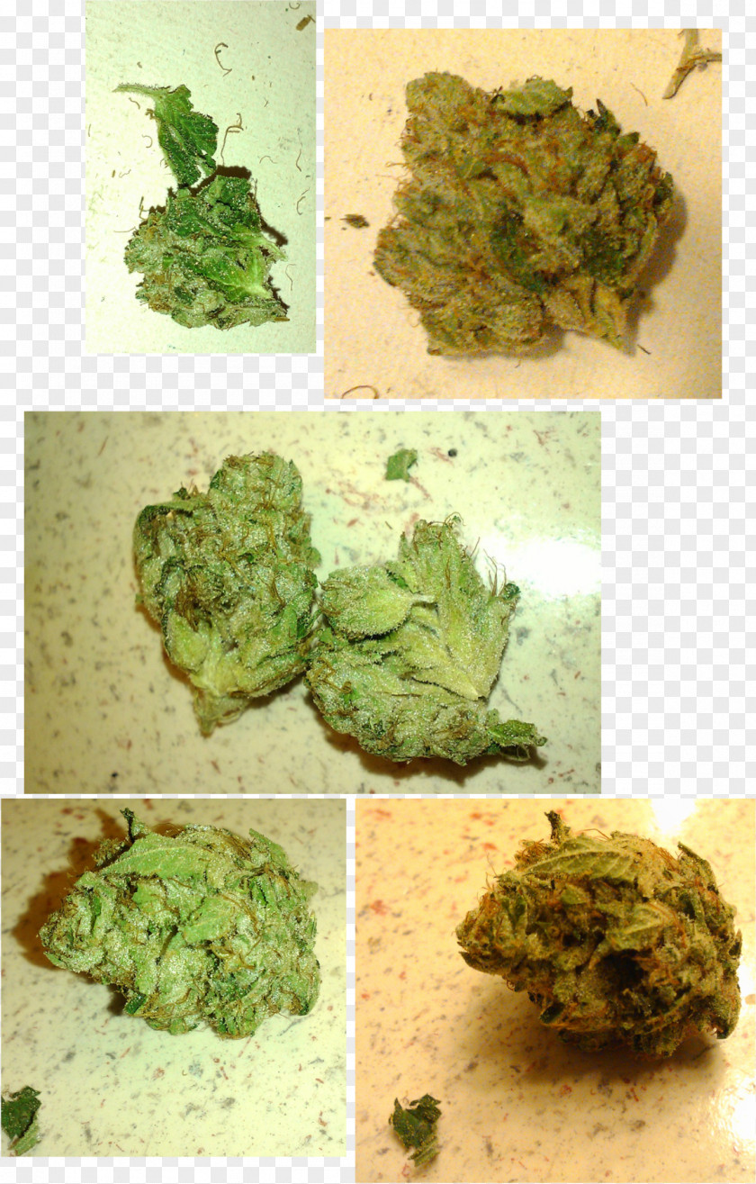 Cannabis Kush Medical Tetrahydrocannabinol Broccoli PNG