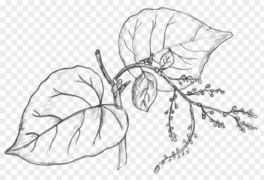 Money Tree Drawing Plant Sketch PNG