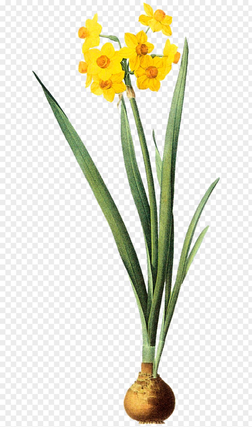 Narcissus Gottorfer Codex Daffodil PNG