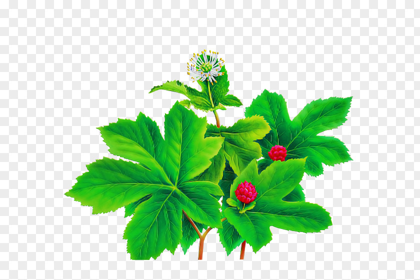 Perennial Plant Geranium Flower Leaf Herbal Herb PNG