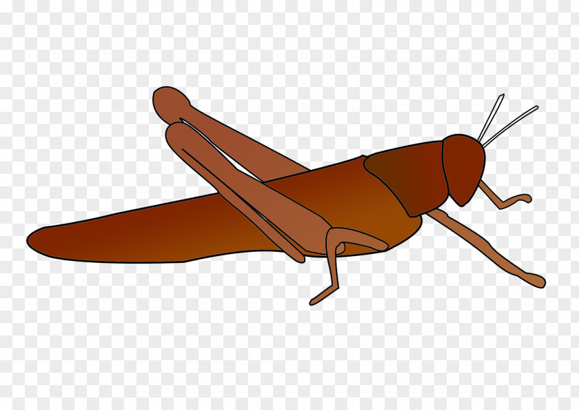 Airplane Insect Model Aircraft Product Design PNG