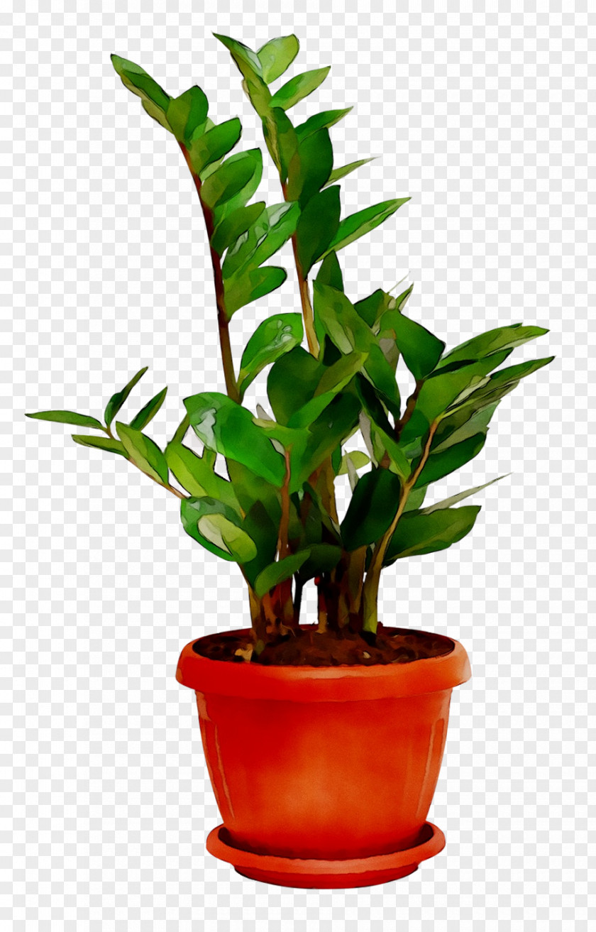 Room Plants Houseplant Sala PNG
