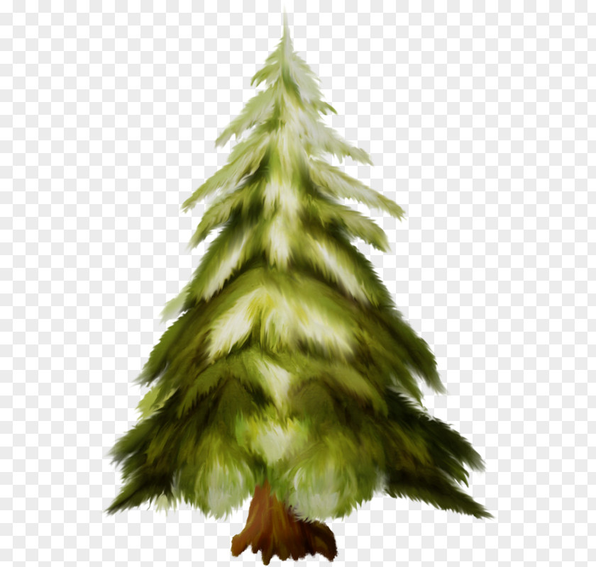 Spruce Evergreen Christmas Tree PNG