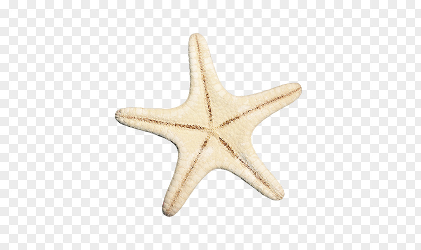 Starfish Euclidean Vector PNG