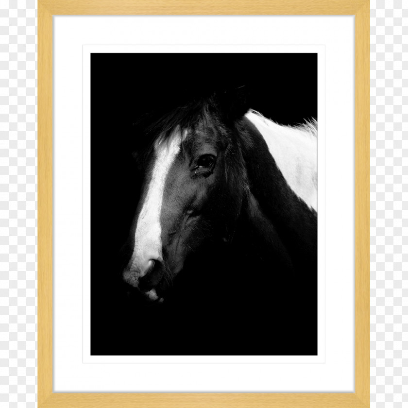 Watercolor Horse Photography Stallion Picture Frames Bridle PNG