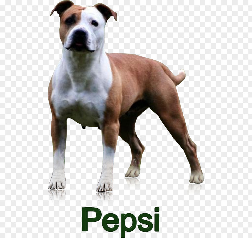 Dog Breed American Staffordshire Terrier Pit Bull And PNG