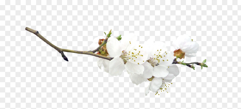 Easter Blossom Fruit Tree PNG