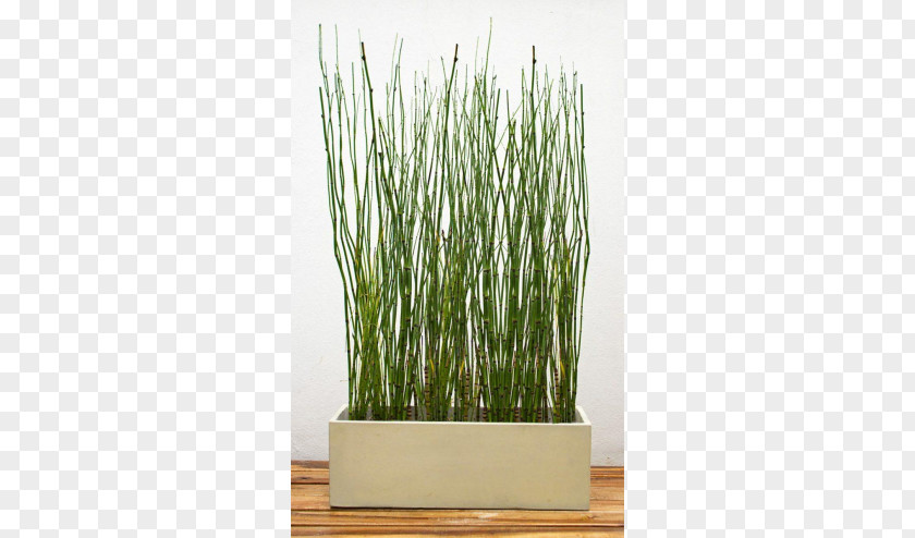 Maceta Flowerpot Window Box Houseplant New Zealand Broadleaf PNG