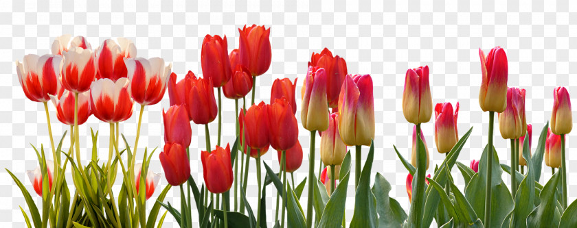 Tulips Flower Tulip Spring March Equinox Bud PNG