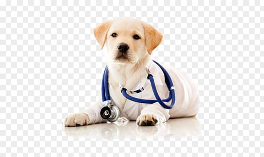 A Dog Doctor Wearing Stethoscope Veterinarian Pet Clinique Vxe9txe9rinaire Health Care PNG