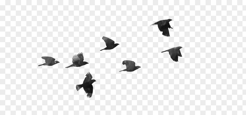 Birds Flying Plus Bird Desktop Wallpaper Image Vector Graphics PNG