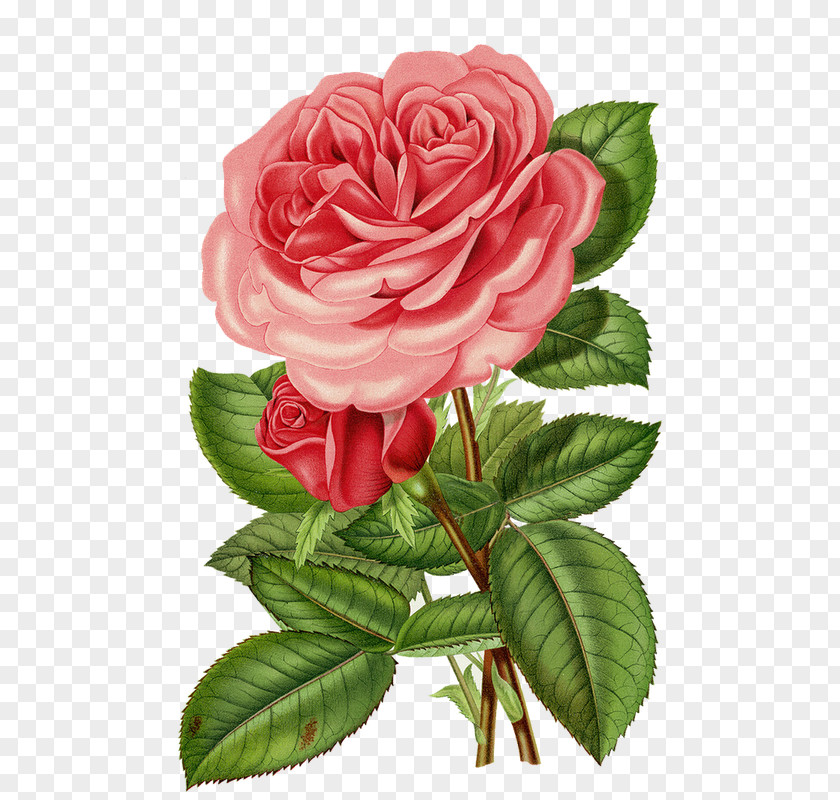 Flower Victorian Era Clip Art Cabbage Rose Garden Roses PNG