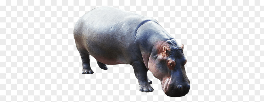 Hippopotamus Down PNG Down, art clipart PNG