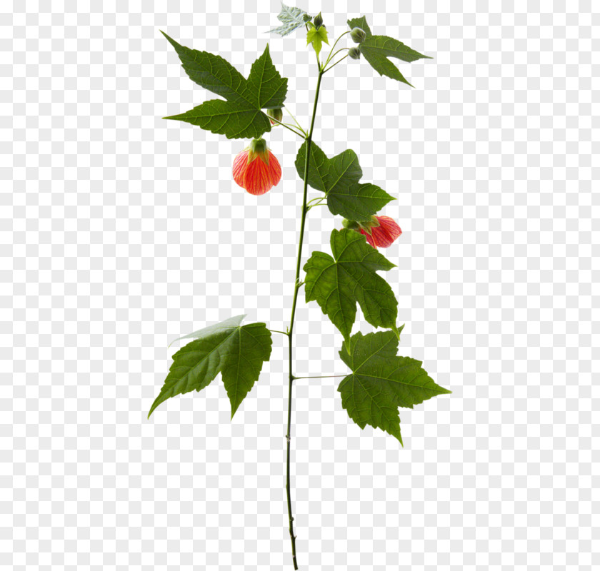 Leaf Twig Plant Stem Strawberry PNG