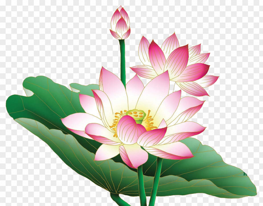 Lotus Bud Painting Work Of Art PNG