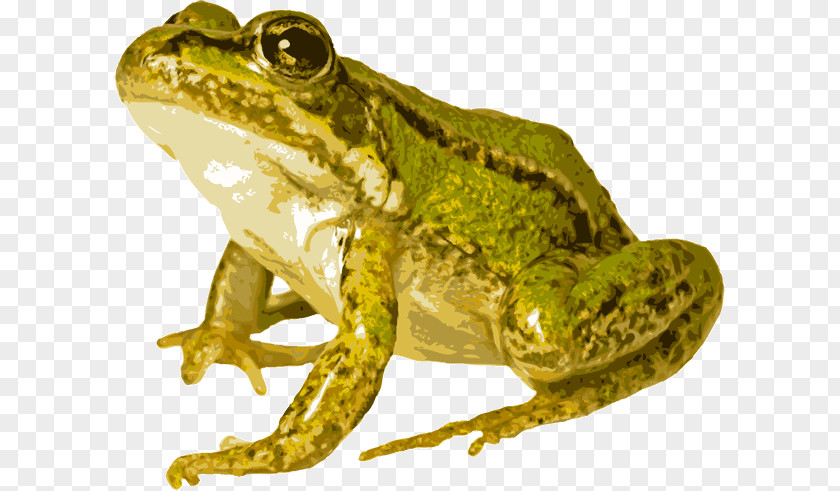 Net Edible Frog Common Amphibians PNG