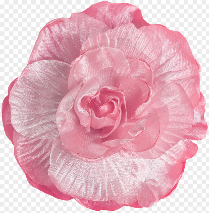 Peony Garden Roses Cabbage Rose Cut Flowers Petal PNG