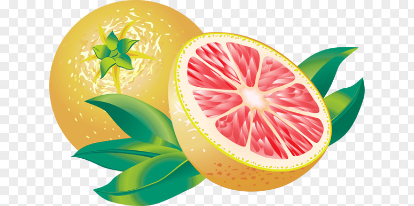 Pictures Of Citrus Fruits Juice Grapefruit Lemon Clip Art PNG
