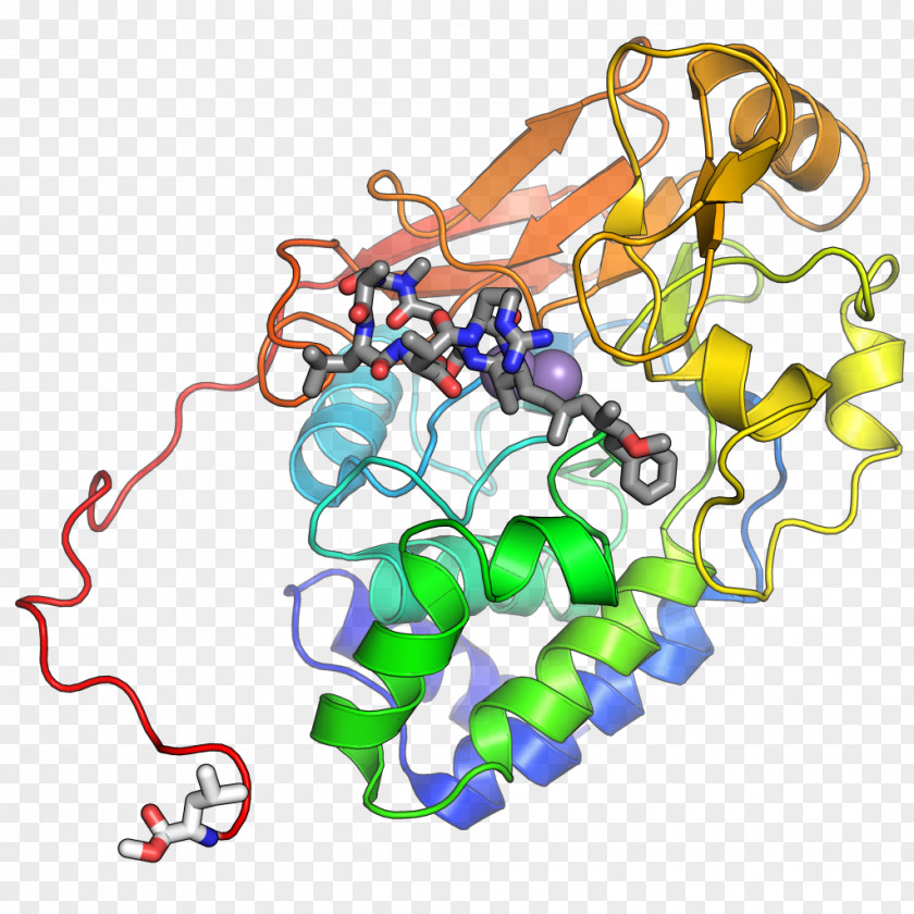 Protein Phosphatase 2 C-terminus PNG