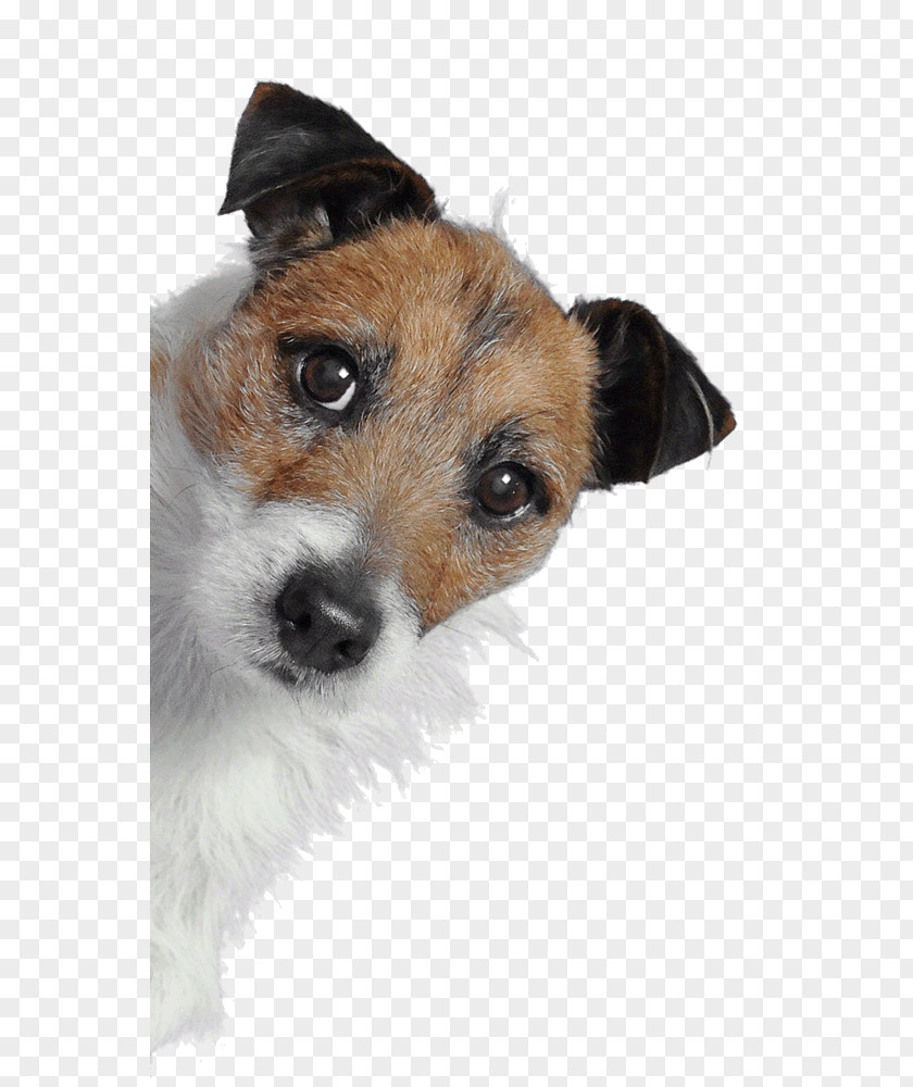Web Design Jack Russell Terrier Responsive Development Digital Agency PNG