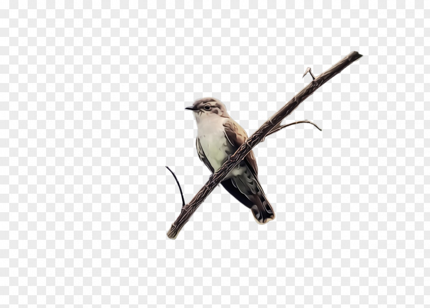 Wren Sparrow Bird Beak Twig Branch Finch PNG