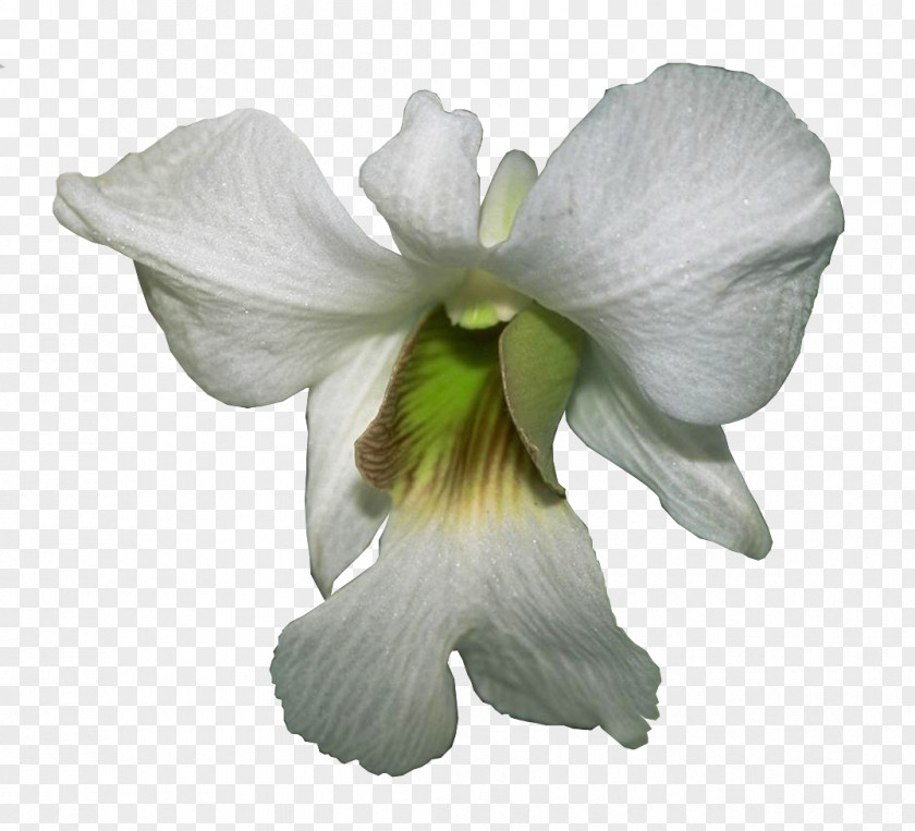 Dendrobium Outline JPEG Clip Art Orchids Long Gallery PNG