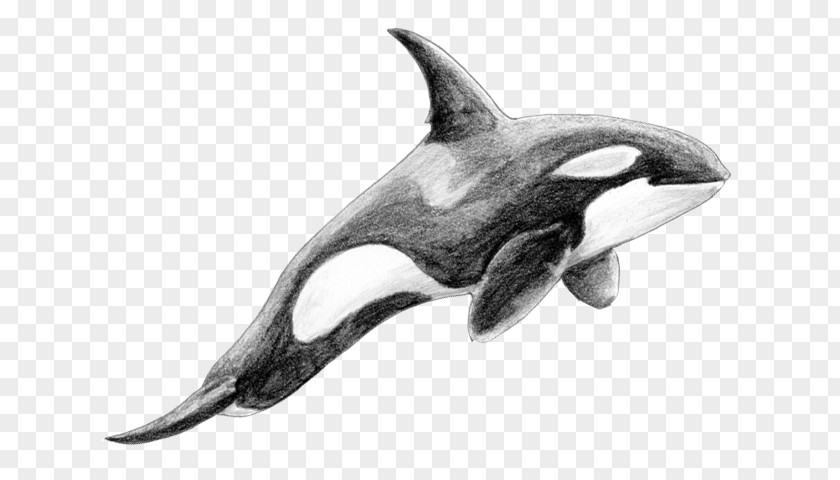 Dolphin Rough-toothed White-beaked Killer Whale Cetacea PNG